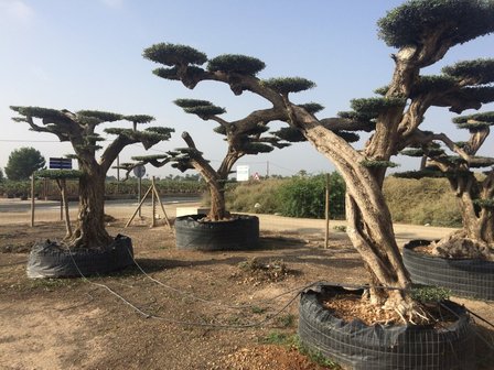 Olijfboom (Olea) macro bonsai