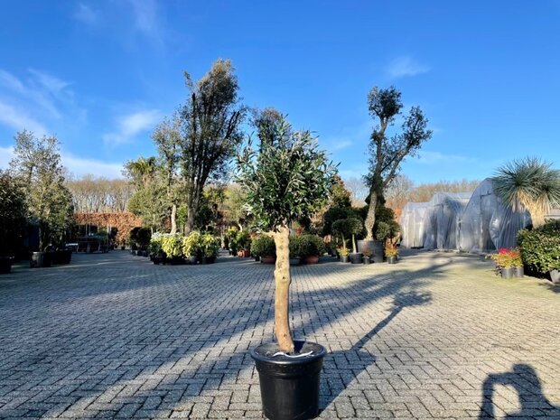 Olijfboom voor binnen 25 á 30 stamomtrek
