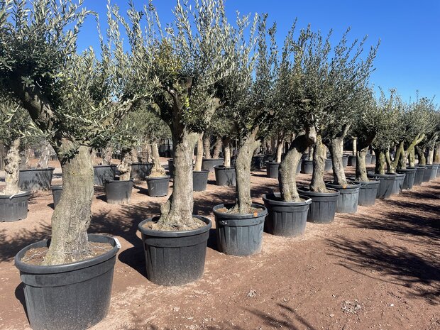 Olea europaea 40 á 60 cm stamomtrek - Verdial