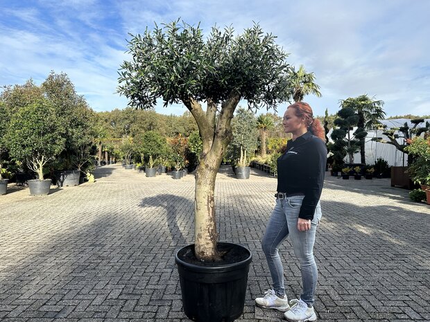 Olijfboom voor binnen 50 á 60 stamomtrek