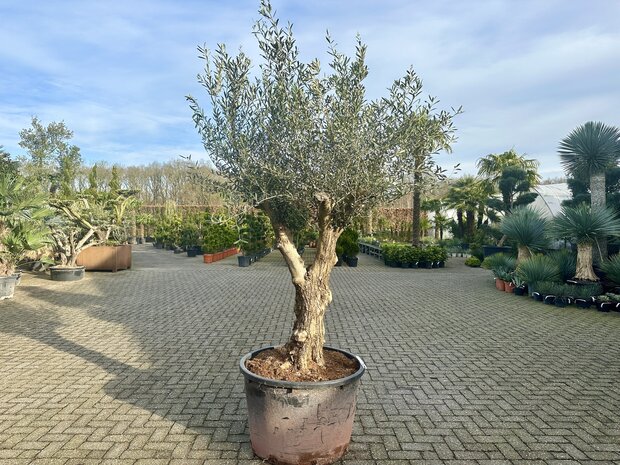 Olijfboom (Olea europaea) Hojiblanca 50 á 60 cm stamomtrek