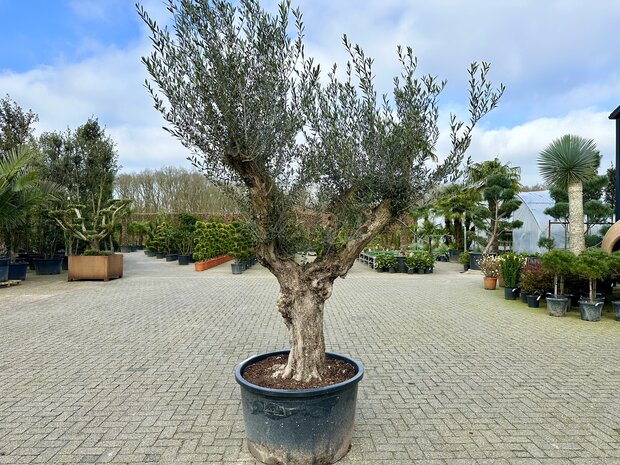 Olea europaea 60 á 80 cm stamomtrek - Verdial