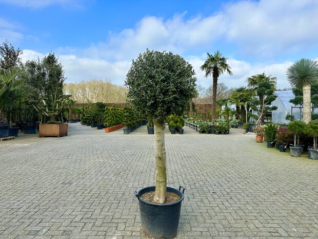 Olea europaea 30 á 40 cm stamomtrek bol kroon