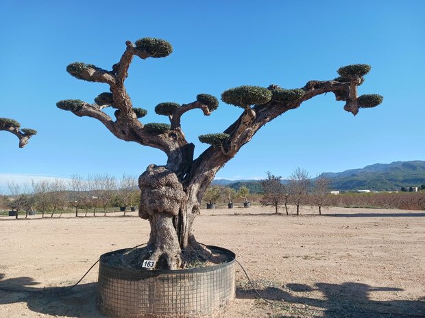 Olijfboom (Olea) macro bonsai