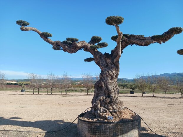 Olijfboom (Olea) macro bonsai