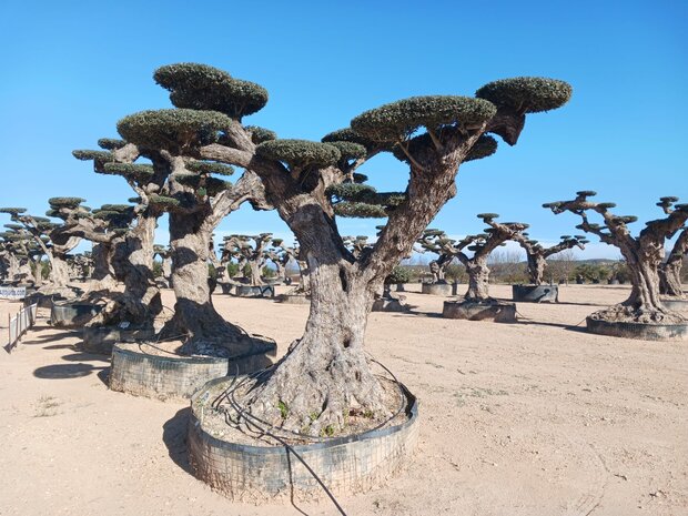 Olijfboom (Olea) macro bonsai