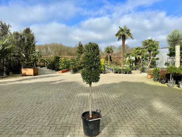 Olea europaea 10 á 12 cm stamomtrek cilinder kroon