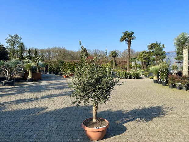 Olea europaea 20 á 30 cm stamomtrek decoschaal