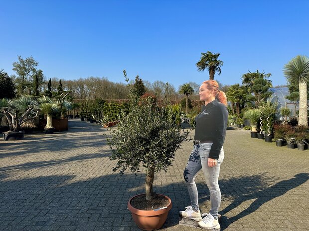 Olea europaea 20 á 30 cm stamomtrek decoschaal