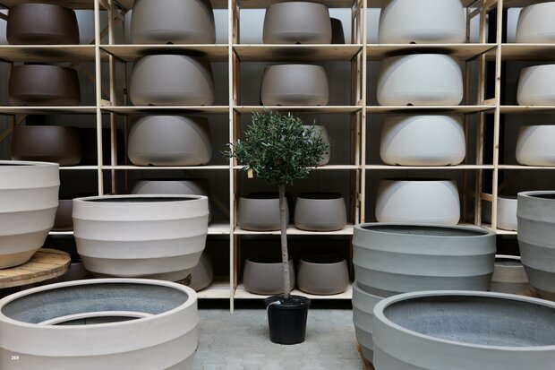 kunstolijfboom nr 269