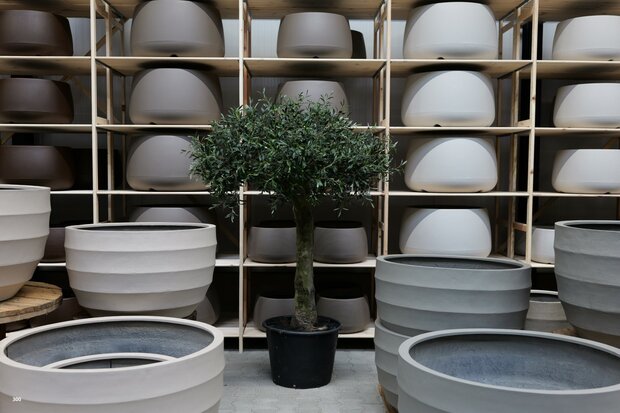 kunstolijfboom nr 300