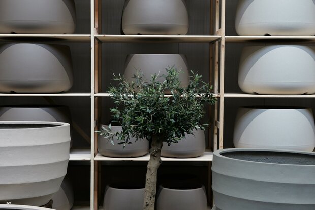 kunstolijfboom nr 229 kroon