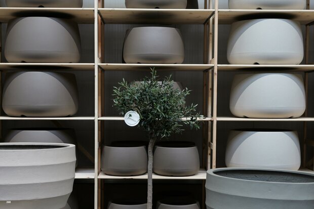 kunstolijfboom nr 268 kroon