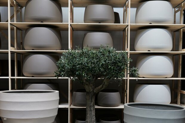 kunstolijfboom nr 263 kroon