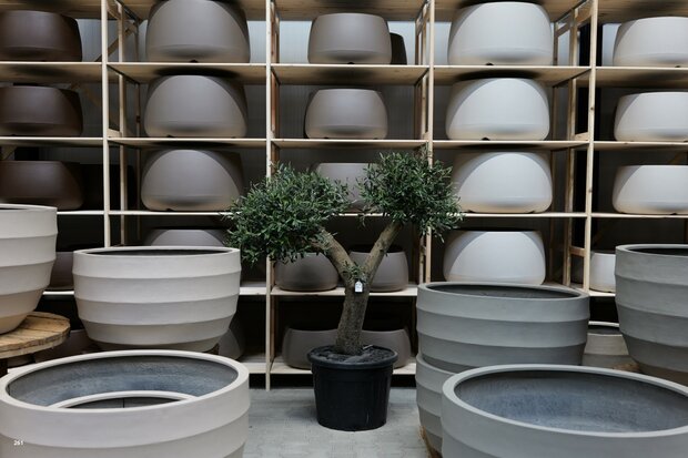 kunstolijfboom nr 261