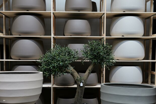 kunstolijfboom nr 261 kroon