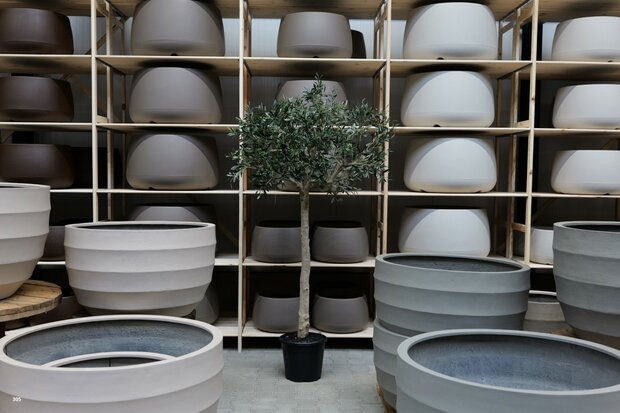 kunstolijfboom nr 305