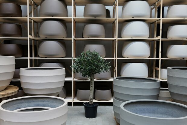 kunst olijfboom nr 307