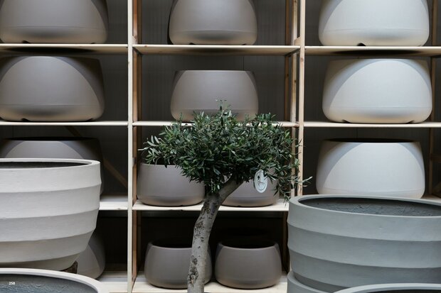 kunst olijfboom nr 258 kroon