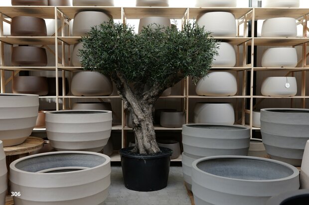 Olijfboom voor binnen +/- 110 cm stamomtrek