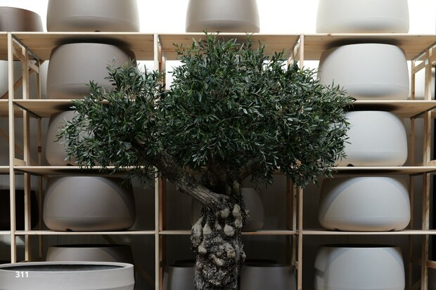 Olijfboom voor binnen +/- 100 cm stamomtrek