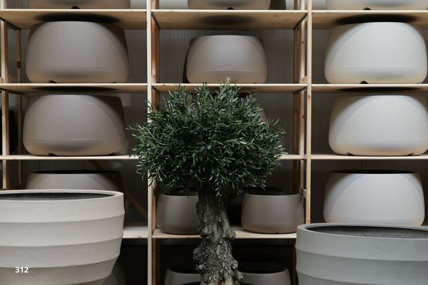 Olijfboom voor binnen 60 a 80 cm stamomtrek