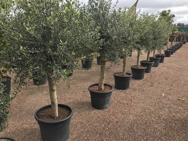Olea europaea 30 á 40 cm stamomtrek