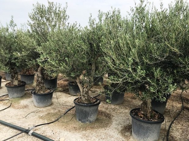 Olea europaea 40 á 50 cm stamomtrek