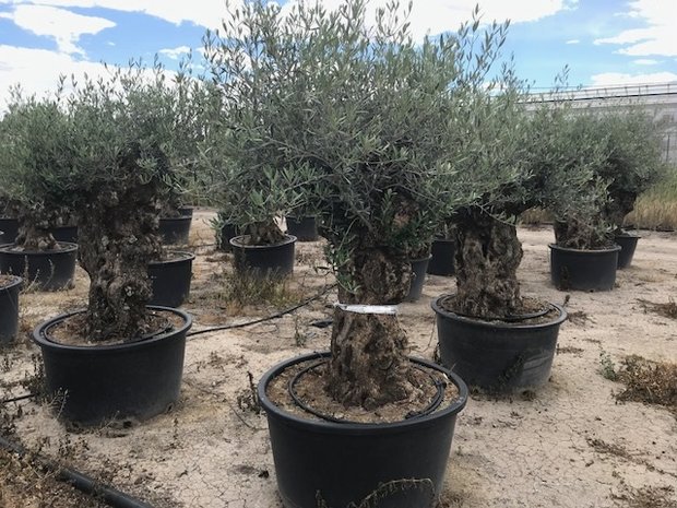 Olijfboom bonsai 60 á 80 cm stamomtrek