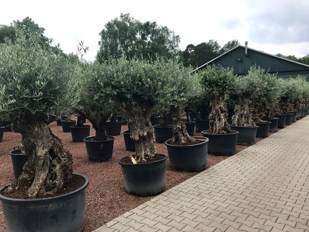 Olijfboom bonsai 80 á 100 cm stamomtrek