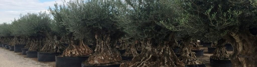 Online olijfbomen kopen en laten bezorgen bij u thuis