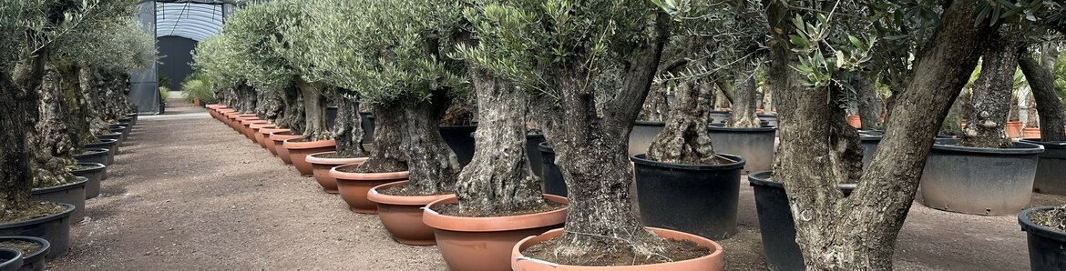 Online de mooiste olijfbomen