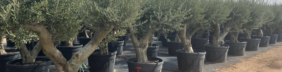 Online olijfbomen kopen bij dé olijfboomexpert