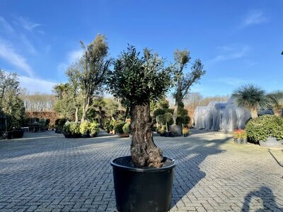 Olijfboom voor binnen 80 á 100 cm stamomtrek