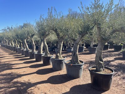 Olea europaea 40 á 60 cm stamomtrek - Verdial