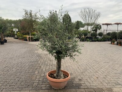 Olea europaea 20 á 30 cm stamomtrek decoschaal