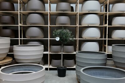 Olijfboom voor binnen 12 á 14 stamomtrek