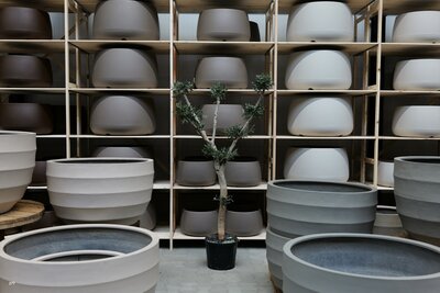 Olijfboom voor binnen 20 á 25 cm stamomtrek