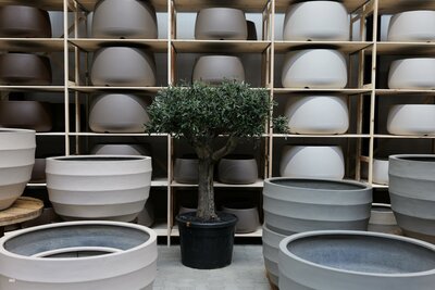 Olijfboom voor binnen 50 á 60 stamomtrek