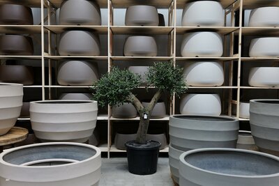 Olijfboom voor binnen 40 á 50 stamomtrek