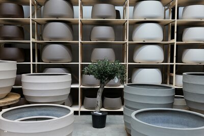 Olijfboom voor binnen 30 á 40 stamomtrek