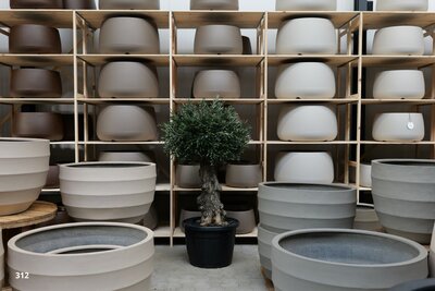 Olijfboom voor binnen 60 a 80 cm stamomtrek