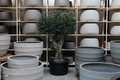 Olijfboom voor binnen 60 á 70 stamomtrek