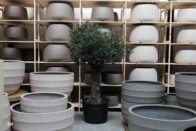 Olijfboom voor binnen 60 á 70 stamomtrek