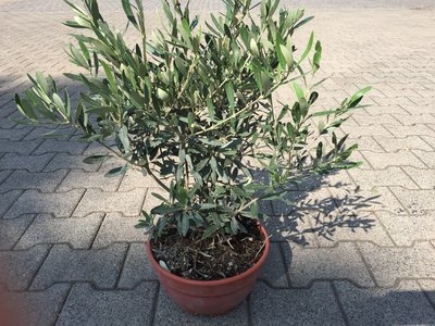 Olijfboom struik 50/60 cm