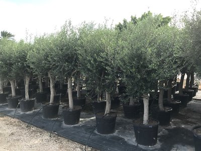 Olea europaea 30 á 40 cm stamomtrek