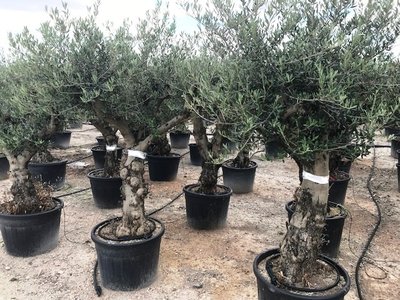 Olea europaea 40 á 50 cm stamomtrek