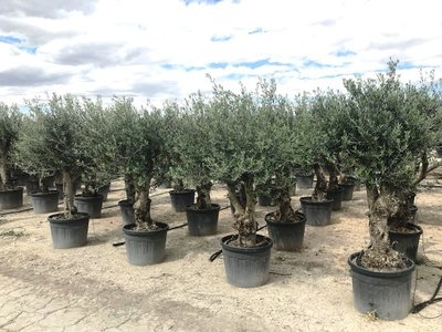 Olea europaea (Hojiblanca) 50 á 60 cm stamomtrek