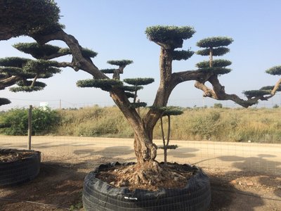 Olijfboom (Olea) macro bonsai